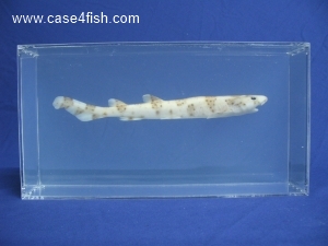 Foto Galerie/Carcharhiniformes/Scyliorhinus stellaris/Scyliorhinus stellaris_01.jpg